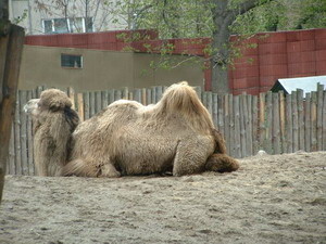 Мор в киевском зоопарке: теперь настала очередь верблюда умирать 