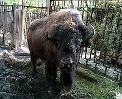 В киевском зоопарке умер еще один питомец - на этот раз пришла очередь бизона 